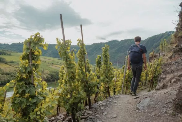 Hiking along the Moselle and through the vineyards