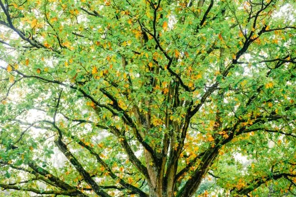 Tree canopy showcasing early autumn hues