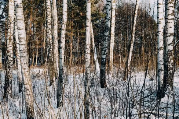 Birch Trees in a Snowy Forest