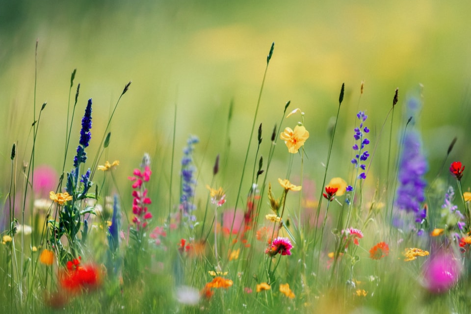 Vibrancy of the Meadow