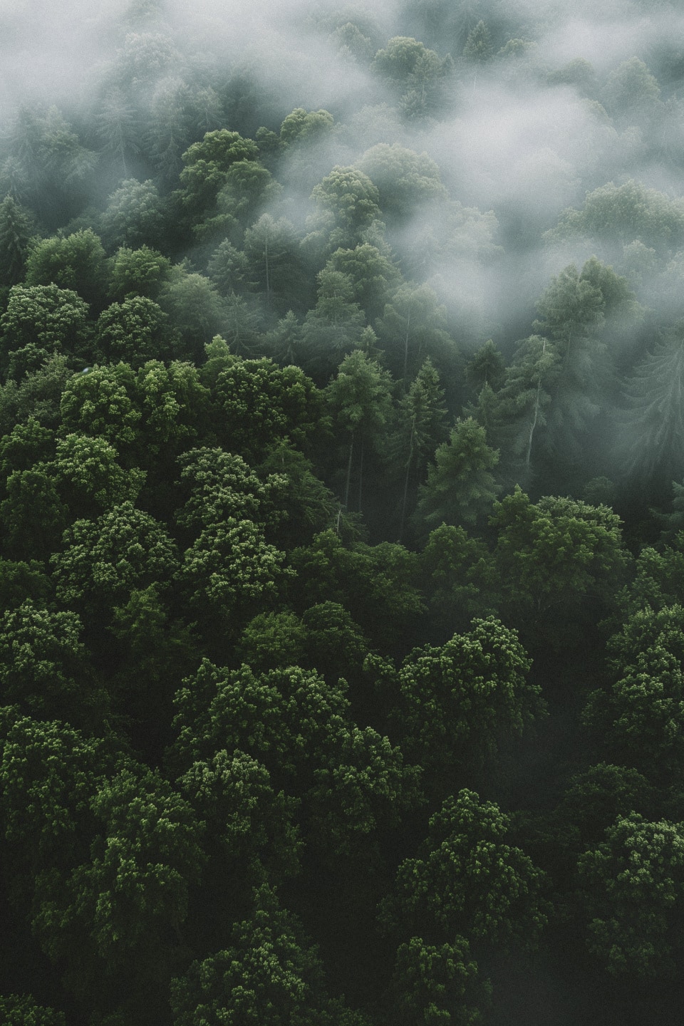Misty Forest Canopy