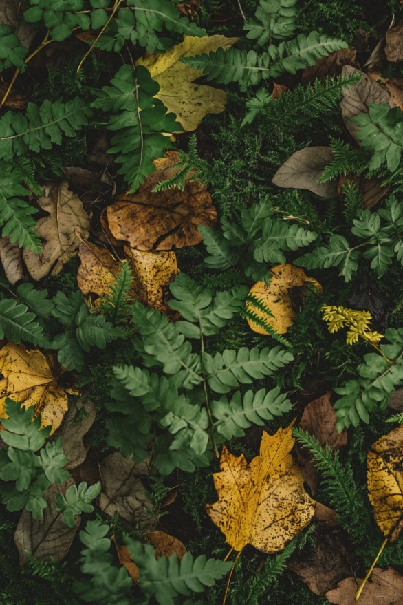 Autumn Leaves on Forest Floor