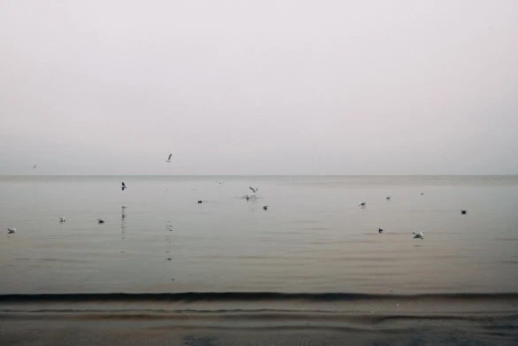Seagulls on Chilled Waters in Jurmala