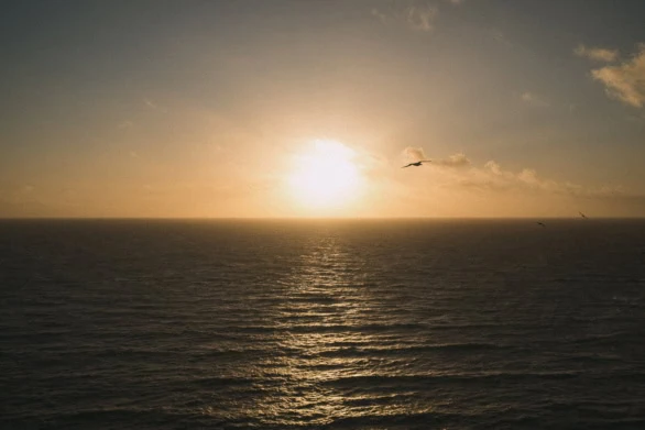 Seagull Soaring into Golden Sunset over Helgoland