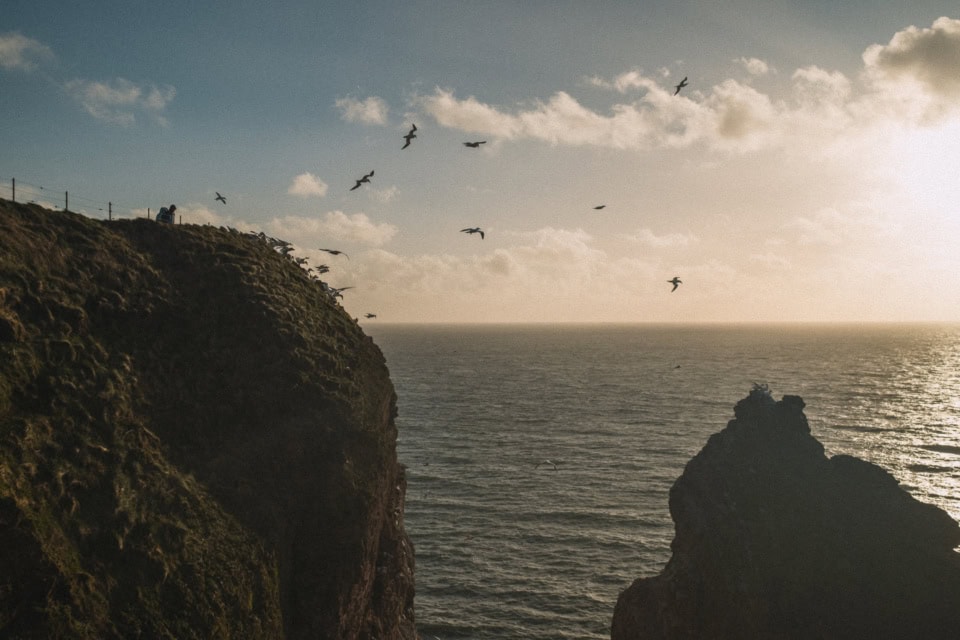 Birds Flying Over Cliffs at Dusk