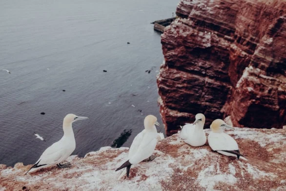 Seabirds on Cliff Edge
