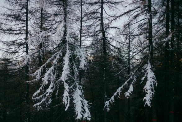 Snow-covered branches