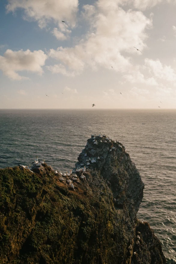 Bird Colony on Helgoland's Rocky Cliffs