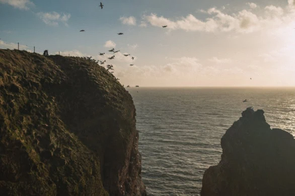 Birds in Flight Above Helgoland’s Dramatic Cliffs