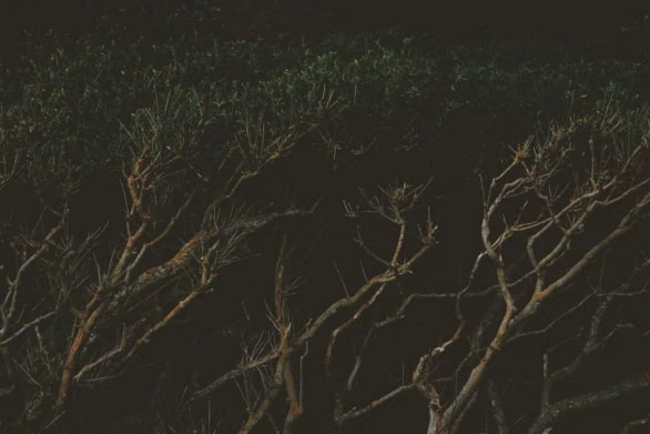 Branches in Darkness