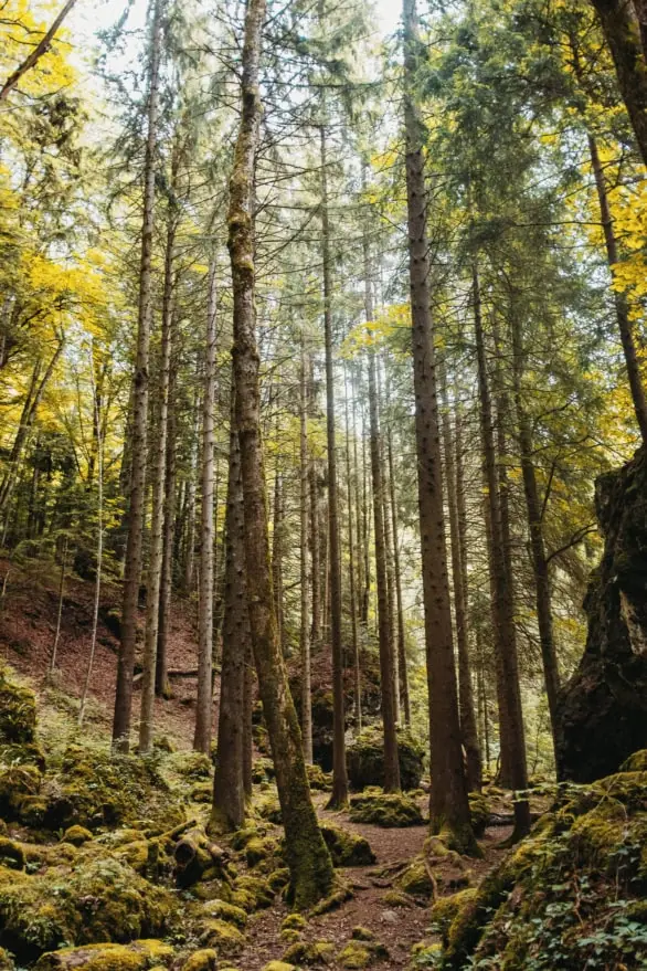 Tranquil Mountain Forest