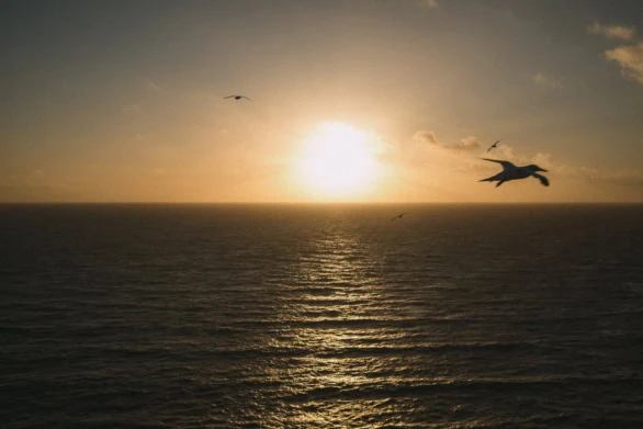 Golden Sunset Over the Sea with Soaring Seabirds