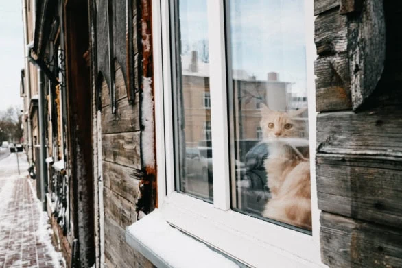 Curious Cat in a Winter Window
