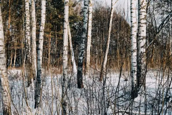 Winter Birch Forest in Golden Light