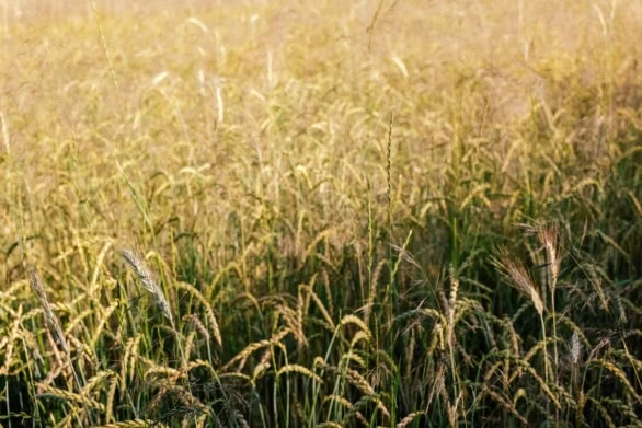 Golden Wheat Field