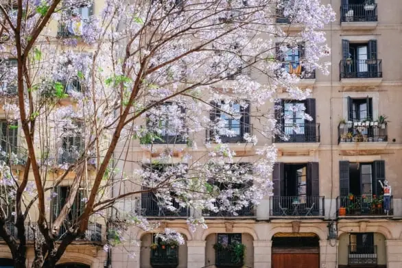 Blossoming Jacaranda Trees