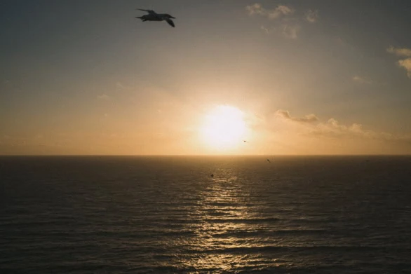 Golden Flight: Sunset Over the North Sea