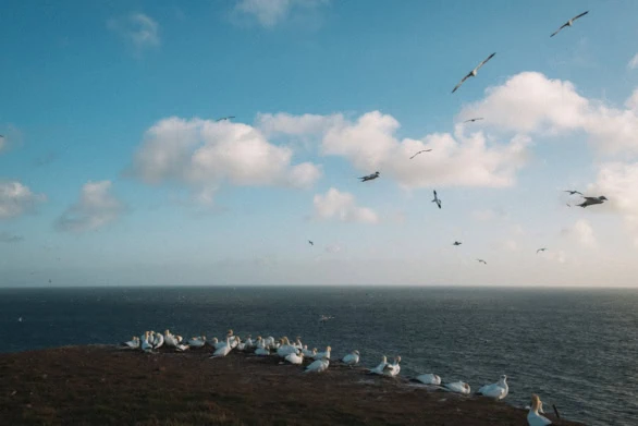 Seabird Haven: Northern Gannets on Helgoland Cliffs