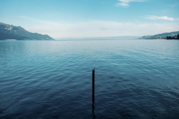 Seagull Resting on a Post in the Tranquil Waters of Lake Geneva