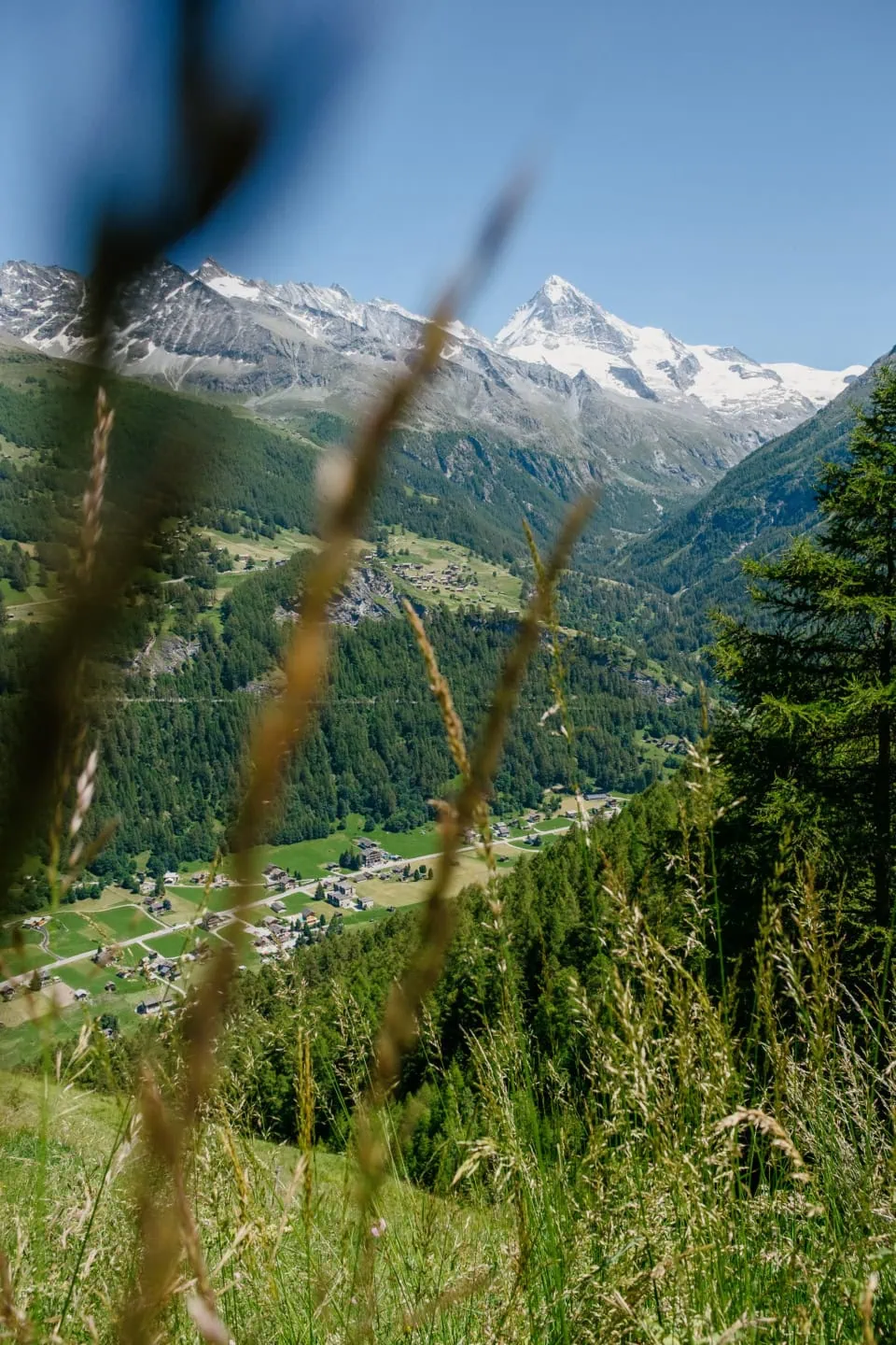 Alpine View of Val d’Hérens Framed by Wild Grasses in Summer,