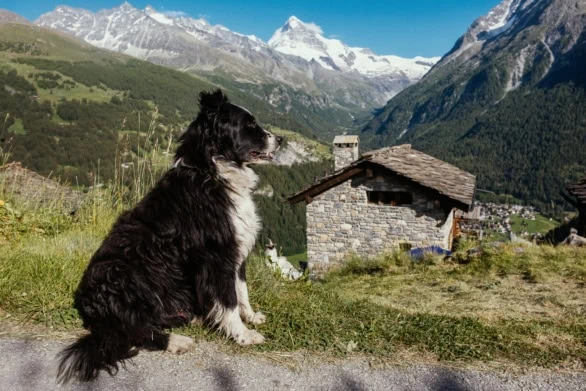 Dog Sitting in a Picturesque Swiss Mountain Village with Alpine