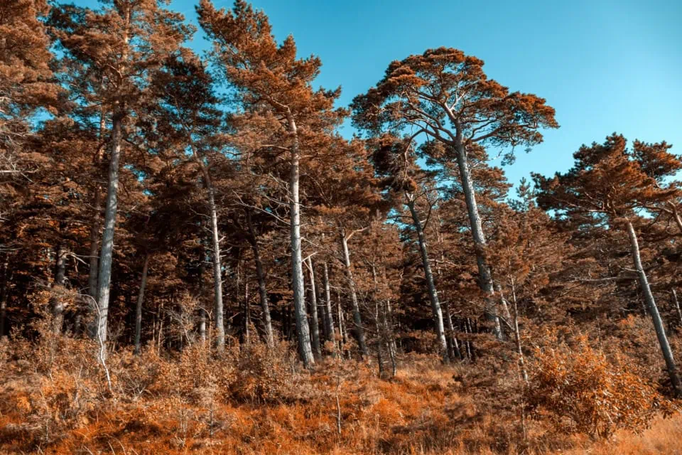 Surreal Infrared Image of a Pine Forest under Blue Sky