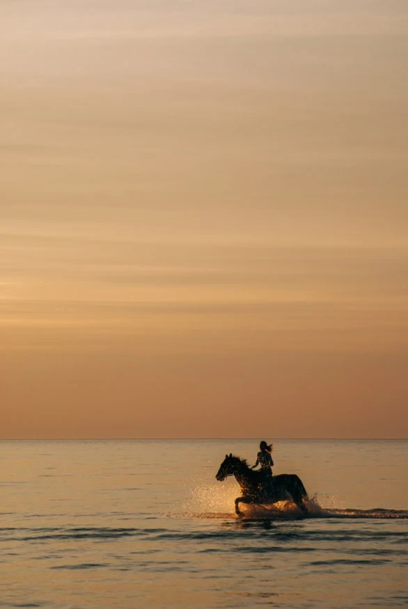 Horse riding along the ocean during a sunset