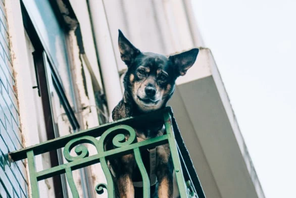 Dog enjoying the view from a balcony in the city