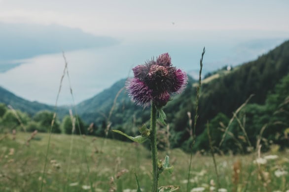 Purple Thistle Blooming on Alpine Slope above Lake Geneva