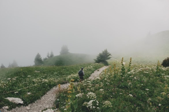 Hiker on a Foggy Mountain Trail Through Alpine Wildflowers