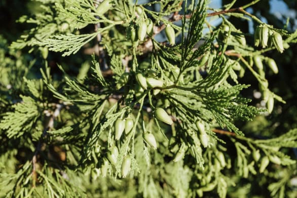 Close-Up of Small Fir Cones Among Green Foliage