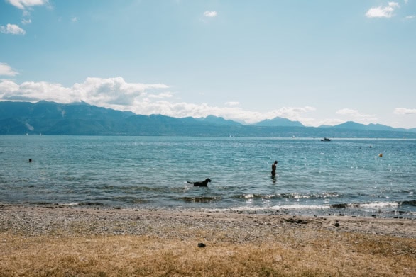 Man and Dog Swimming in Lake Geneva near Lausanne, Switzerland