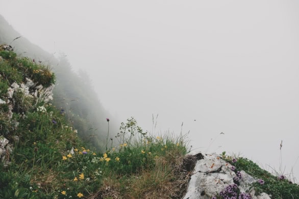 Mountain Flowers in the Clouds