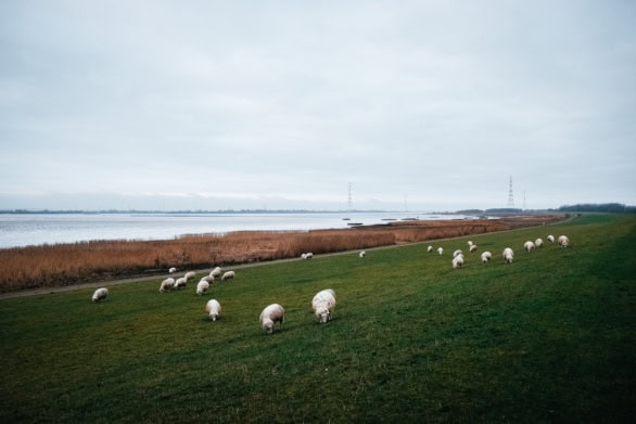 Sheep Grazing by the River
