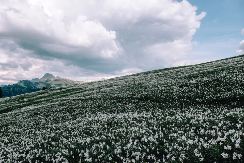 Alpine Meadow with Wild Daffodils