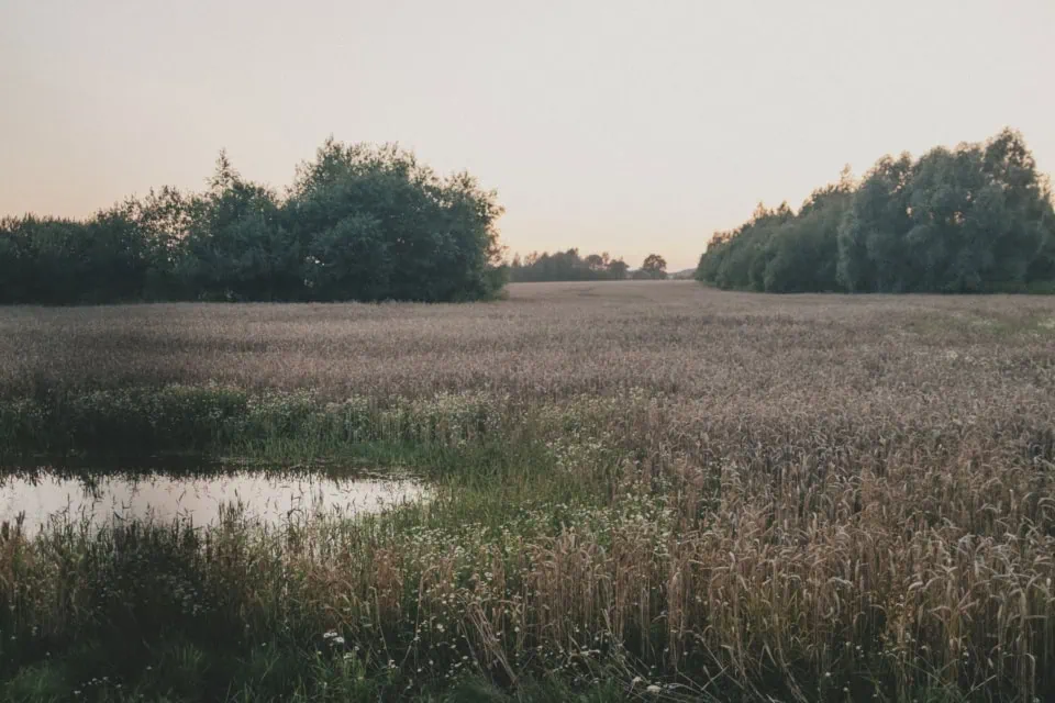 Wheat Field at Dusk