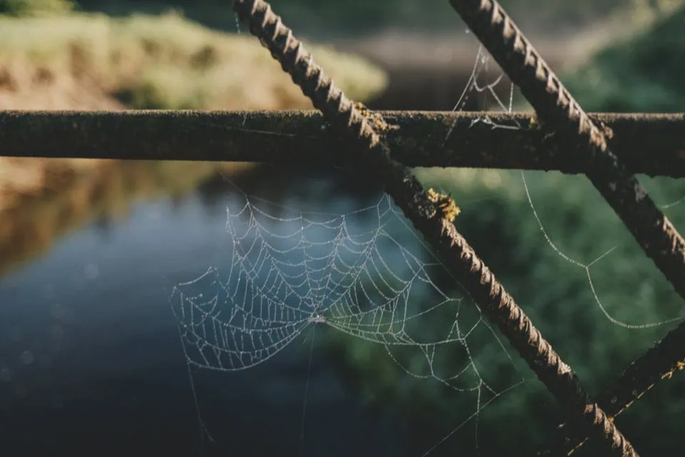 Spiderweb on Iron Bars