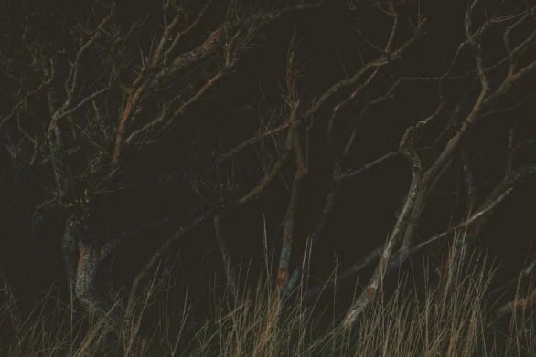 Twisted Branches in the Dark