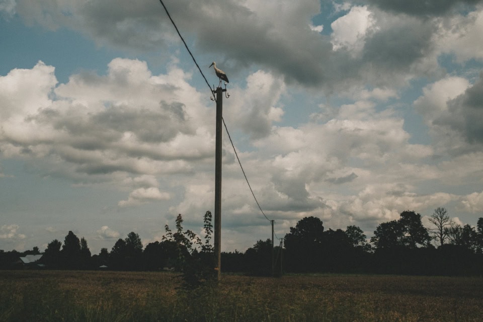 Stork on a Power Line in Rural Latvia