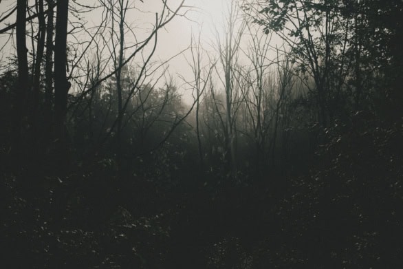 Morning Fog in the Forest