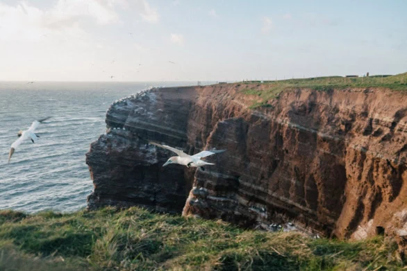 Seabirds Over Helgoland Cliffs
