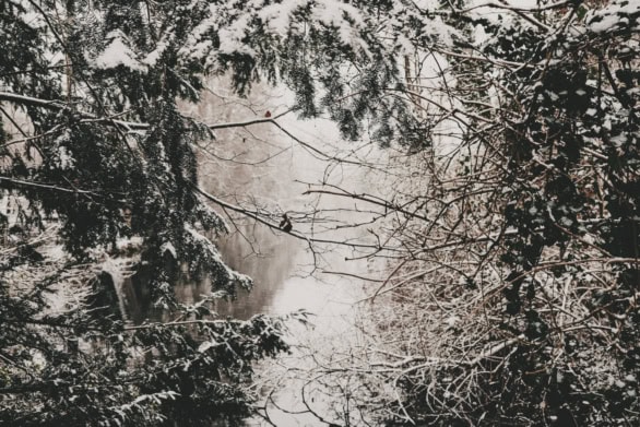 Snowy Winter Canal Framed by Frosted Branches in Salzwedel, Germ