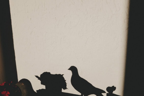 Bird Shadow Silhouette on Sunlit Wall