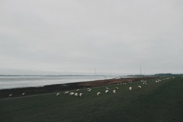 Sheep grazing along the Elbe River near Hamburg under an overcas