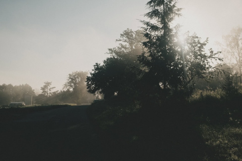 Morning mist and sunlight along a rural road