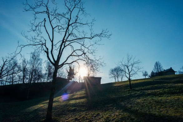 Bare tree on hillside with sun flare and blue sky