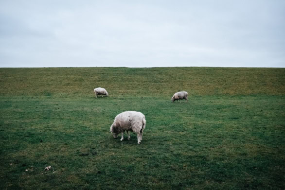 Sheep grazing on a grassy dike under an open sky
