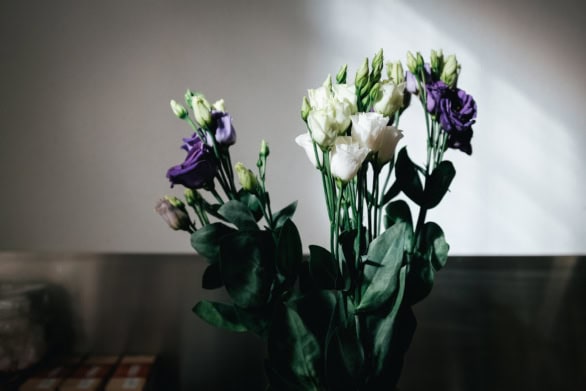 White and purple lisianthus flowers in soft natural light