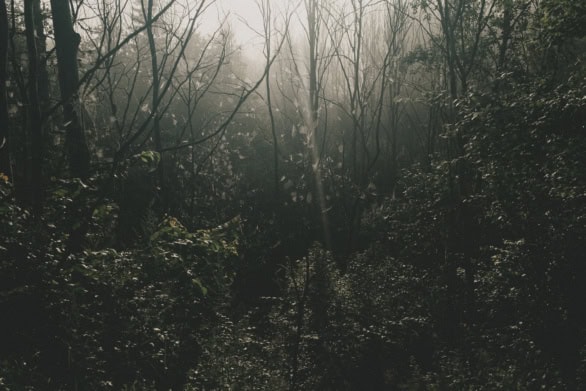 Misty forest with sun rays filtering through dense trees